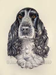Portrait de la cocker anglais Bakie dessin au crayon de couleur